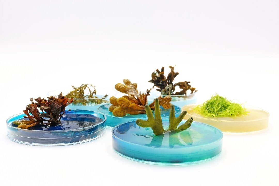 How the genetic blueprint of macroalgae unlocks multicellularity and innovation How the genetic blueprint of macroalgae unlocks multicellularity and innovation