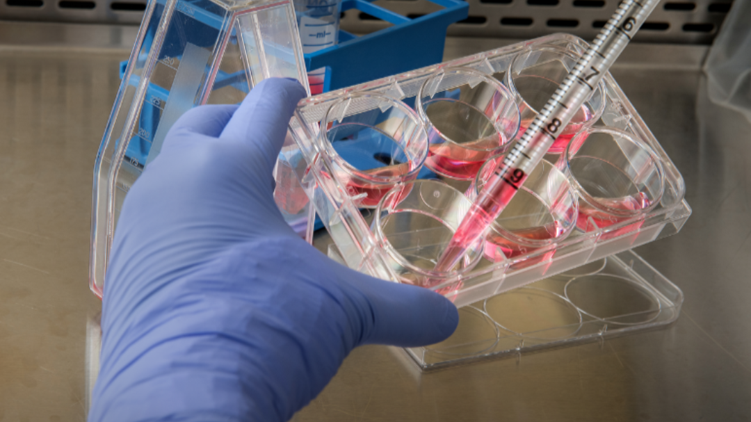 New screening platform aims to transform drug discovery process