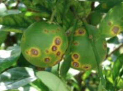 AI, Drones, and the Future of Farming: A Game Changer for Plant Disease Detection and Food Security