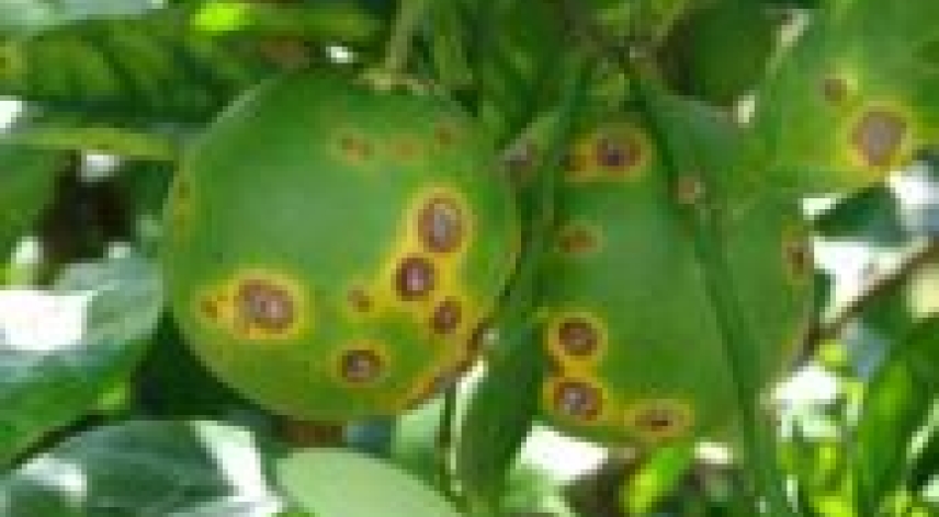 AI, Drones, and the Future of Farming: A Game Changer for Plant Disease Detection and Food Security